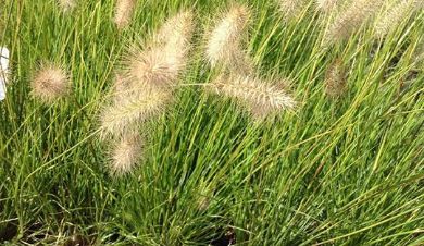 Picture for category Grasses