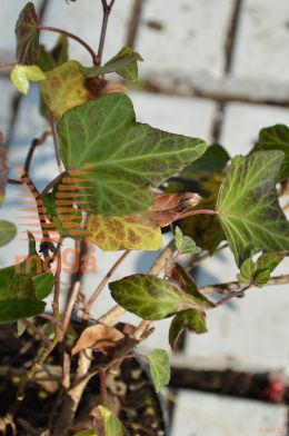 navadni bršljan "Shamrock"