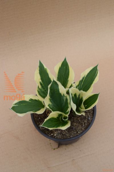 hosta "Minuteman"