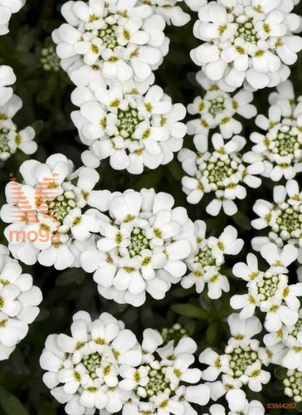 vednozeleni grenik "Snowflake"