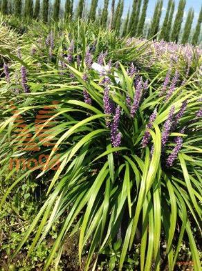 liriope "Royal Purple"