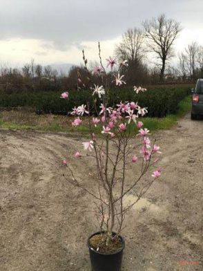 loebnerjeva magnolija "Leonard Messel"