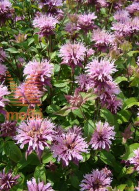 monarda "Beauty of Cobham"