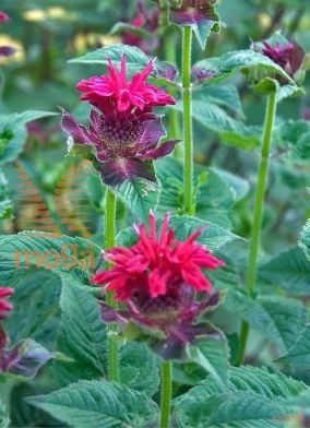 monarda "Fireball"