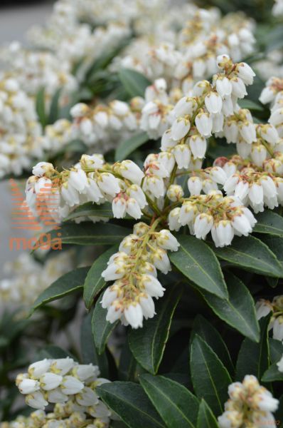 japonski pieris "Cupido"