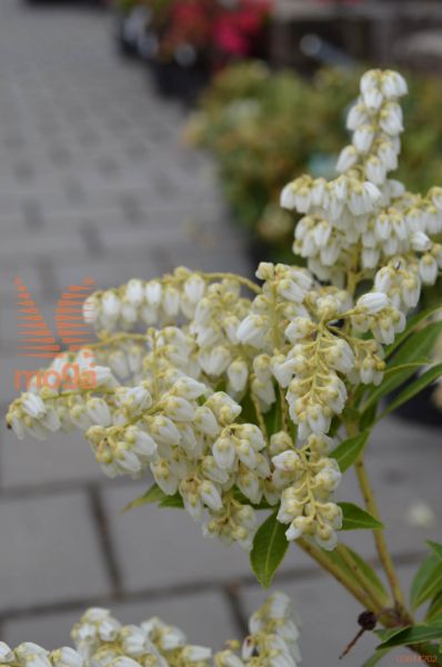 japonski pieris "Prelude"