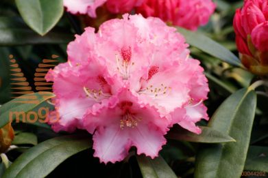 rododendron "Arabella"