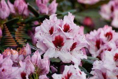 rododendron "Graffito"