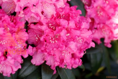 rododendron "Kalinka"