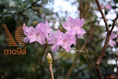 rododendron "Praecox"