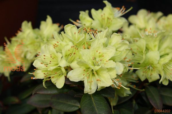 rododendron "Princess Anne"