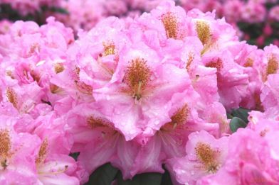 rododendron "Scintillation"