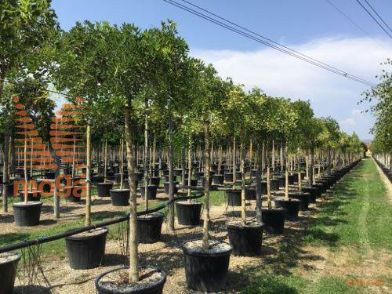 japonska sofora "Pendula"