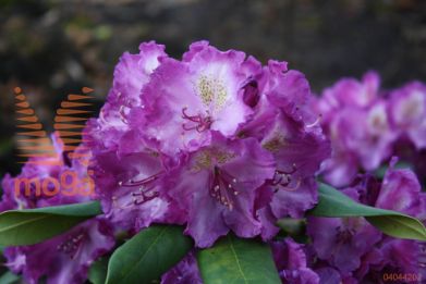 rododendron "Bohlken's Lupinenberg"