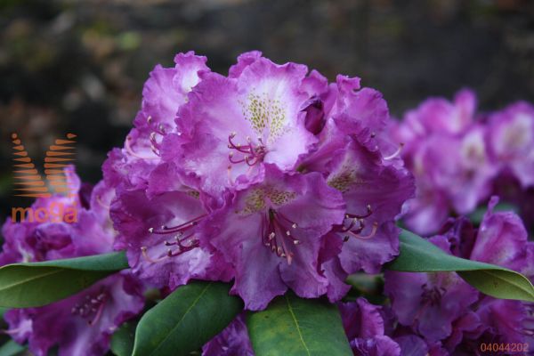 rododendron "Bohlken's Lupinenberg"