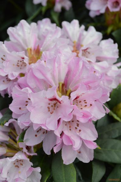 rododendron "Frühlingsbeginn"