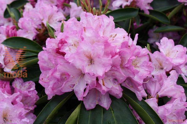 rododendron "Rose Duft"