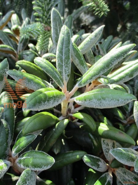 rododendron "Koichiro Wada"