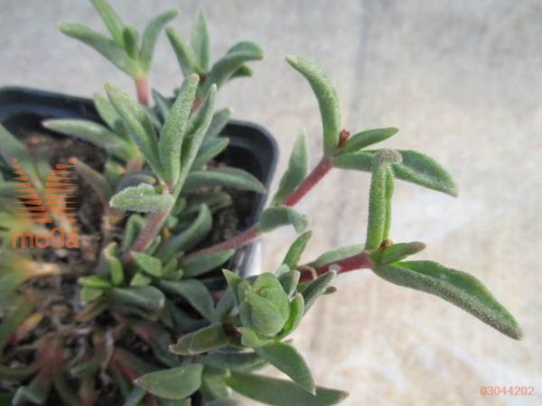 delosperma