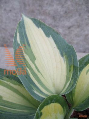 hosta "Catherine"