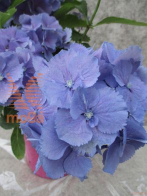 velikolistna hortenzija "Everbloom Blue Wonder"