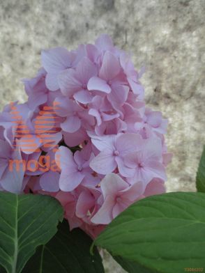 velikolistna hortenzija "Nikko Blue"