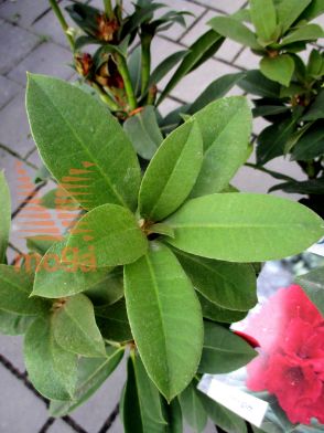 rododendron "Red Jack"