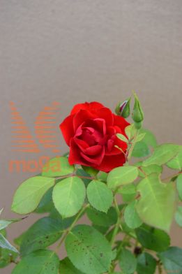 vrtnica "Black Forest Rose"