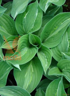 hosta "Striptease"