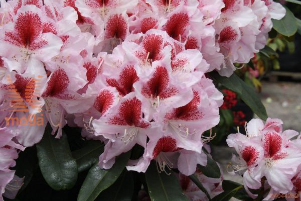 rododendron "Belami"