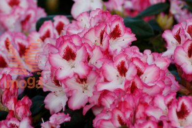 rododendron "Hachmann's Charmant"