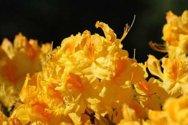 luteum rododendron "Goldpracht"