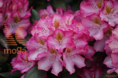 rododendron "Junifee"