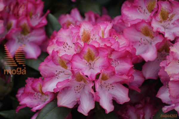 rododendron "Junifee"