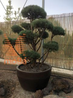 Pinus sylvestris "Watereri" |125-150|FI:100-125|bonsai - oblika|C/JUMBO215