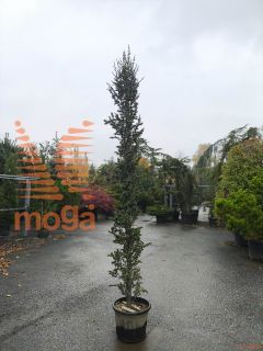 Cedrus atlantica "Fastigiata" |250-300|C70