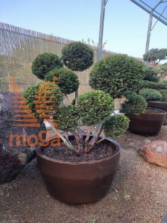 Taxus baccata |130|FI:150|pon-pon|C/JUMBO215