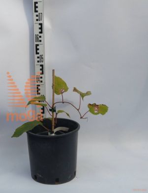 Actinidia chinensis "Hayward" |ženski|P