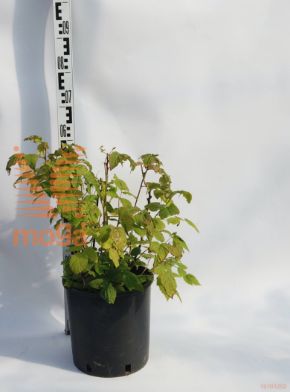 Rubus idaeus "BrazelBerries® Raspberry Shortcake" ® |20-30|C4,5