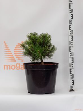 Pinus mugo "Sunshine" |30-40|C10