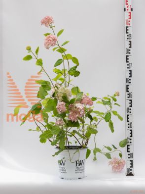 Hydrangea arborescens "Pink Annebelle" |20-40|P20