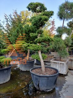 Larix kaempferi |bonsai - oblika|C