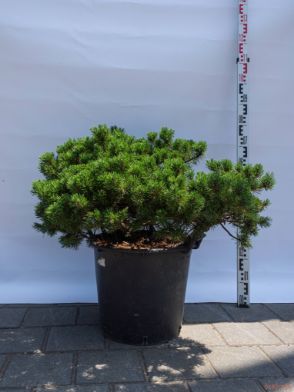 Pinus mugo "Klostergrün" |60-80|FI:80-100|C