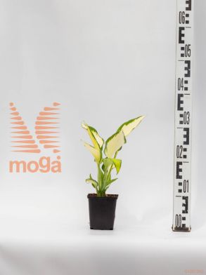 Hosta "Orange Marmelade" |P9