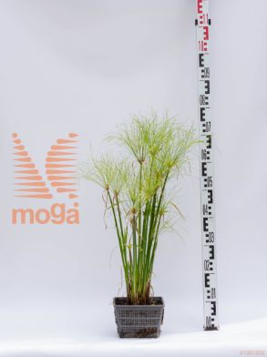 Cyperus percamenthus |P18