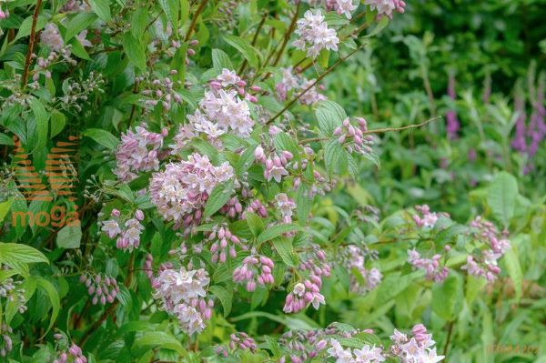 dojcija "Kalmiiflora"