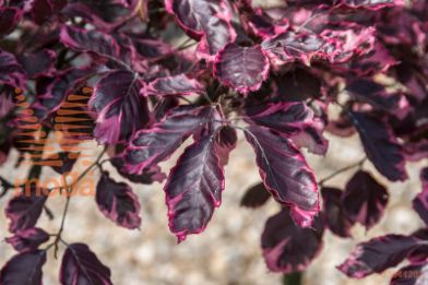 navadna bukev "Purpurea Tricolor"