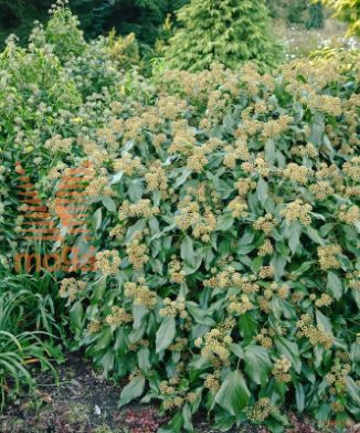 kolhiški bršljan "Arborescens"