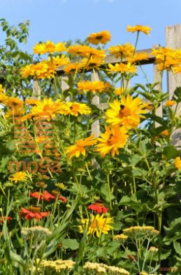 heliopsis