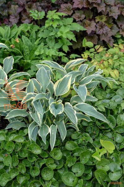 hosta "First Frost"